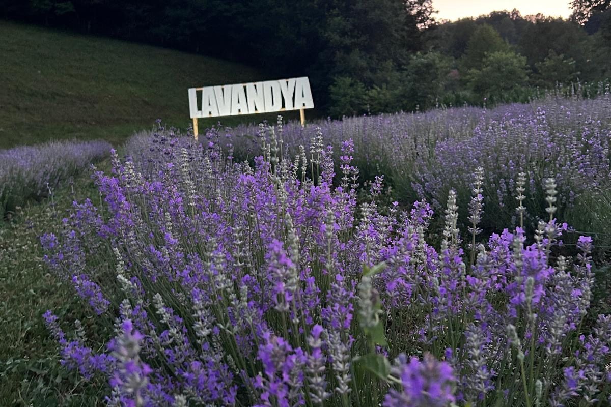 Lavender in bloom in front of the Lavandya sign